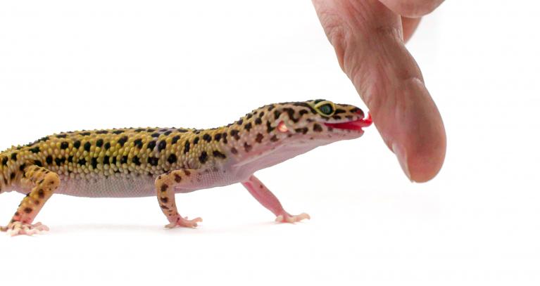 Langue du Gecko