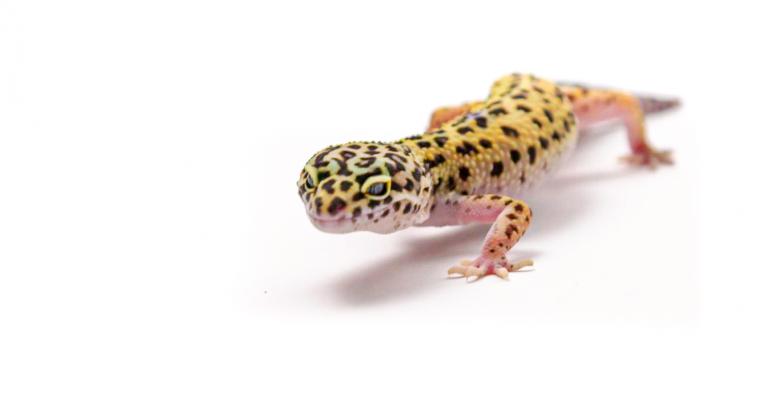 Gecko sur fond blanc