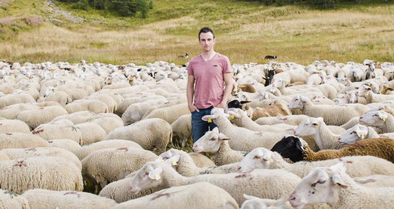 Robert and the sheeps
